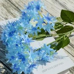 各种花草的花、草语