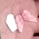 蝴蝶🦋