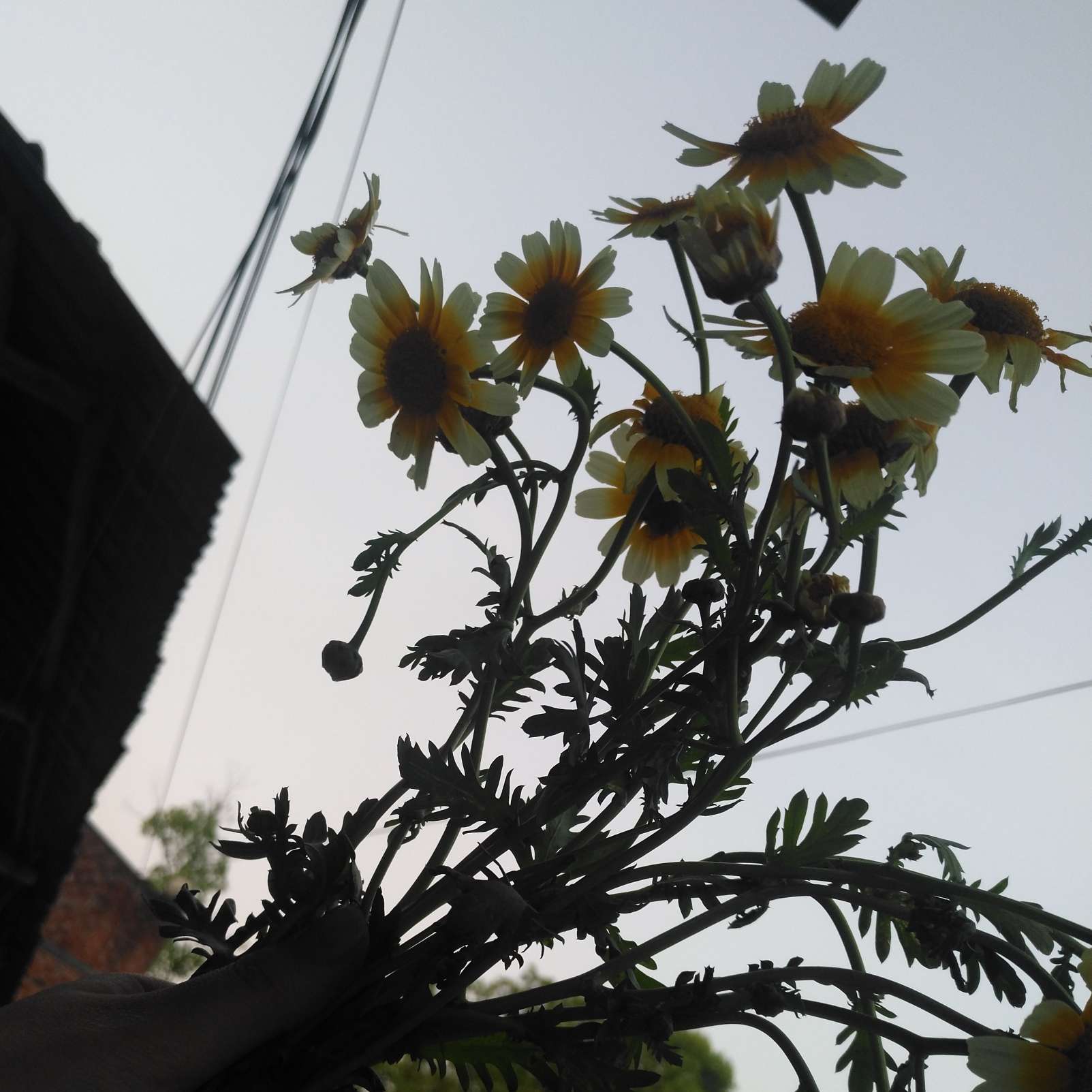 花语