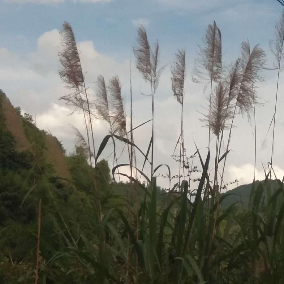 柔