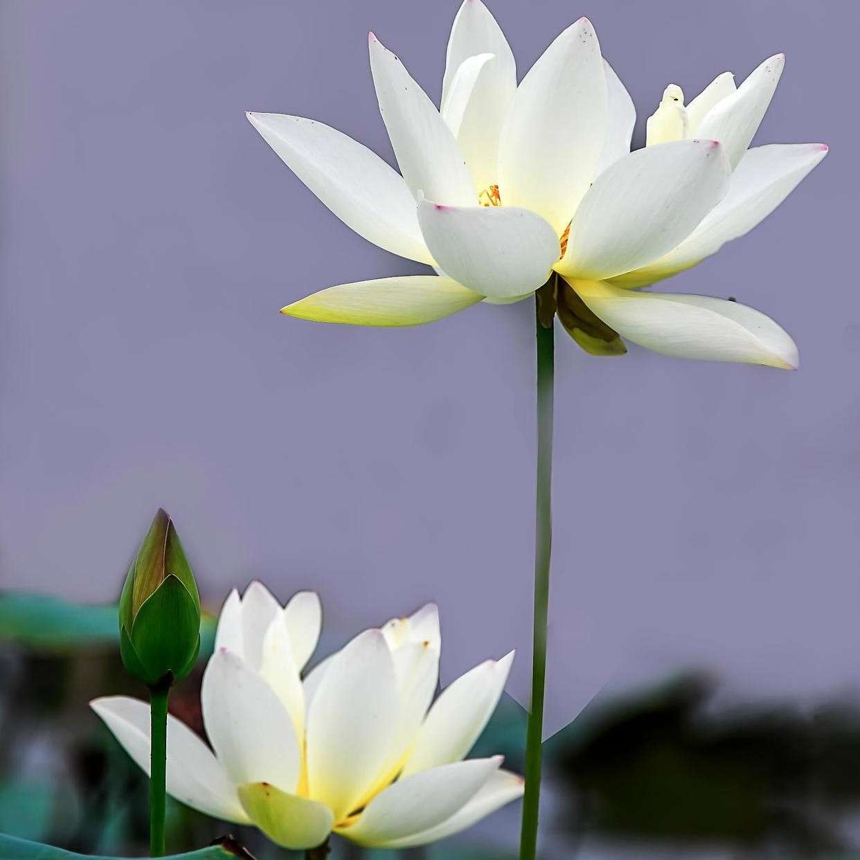 次第花开