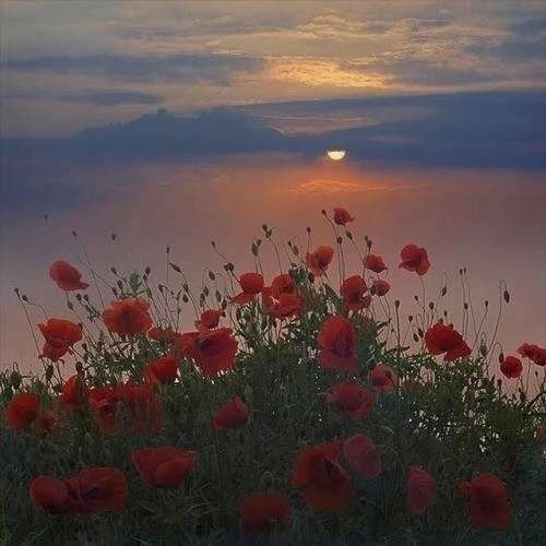 风景摘抄