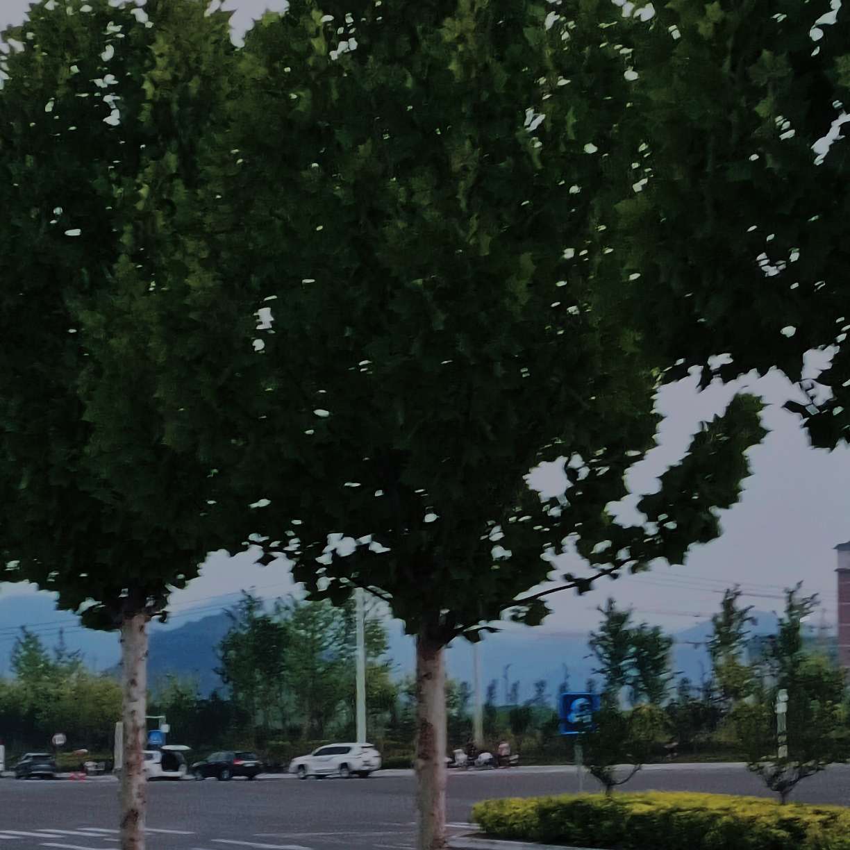 孤尘