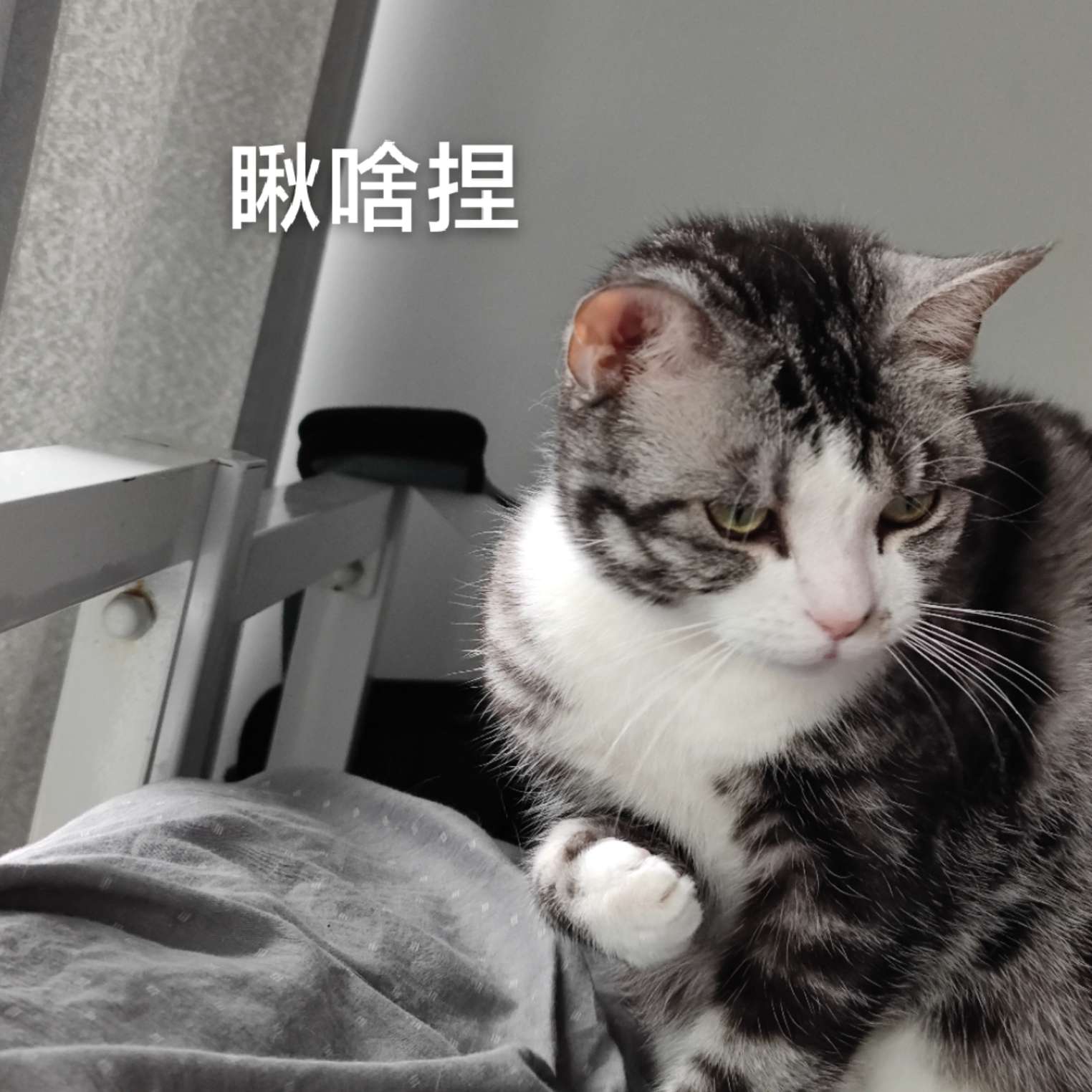 美言美文