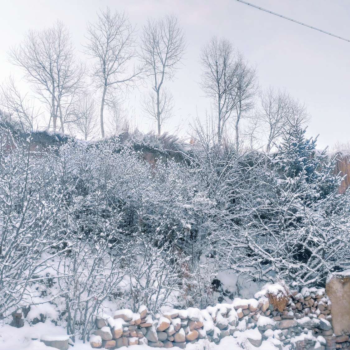 雪中悍刀行