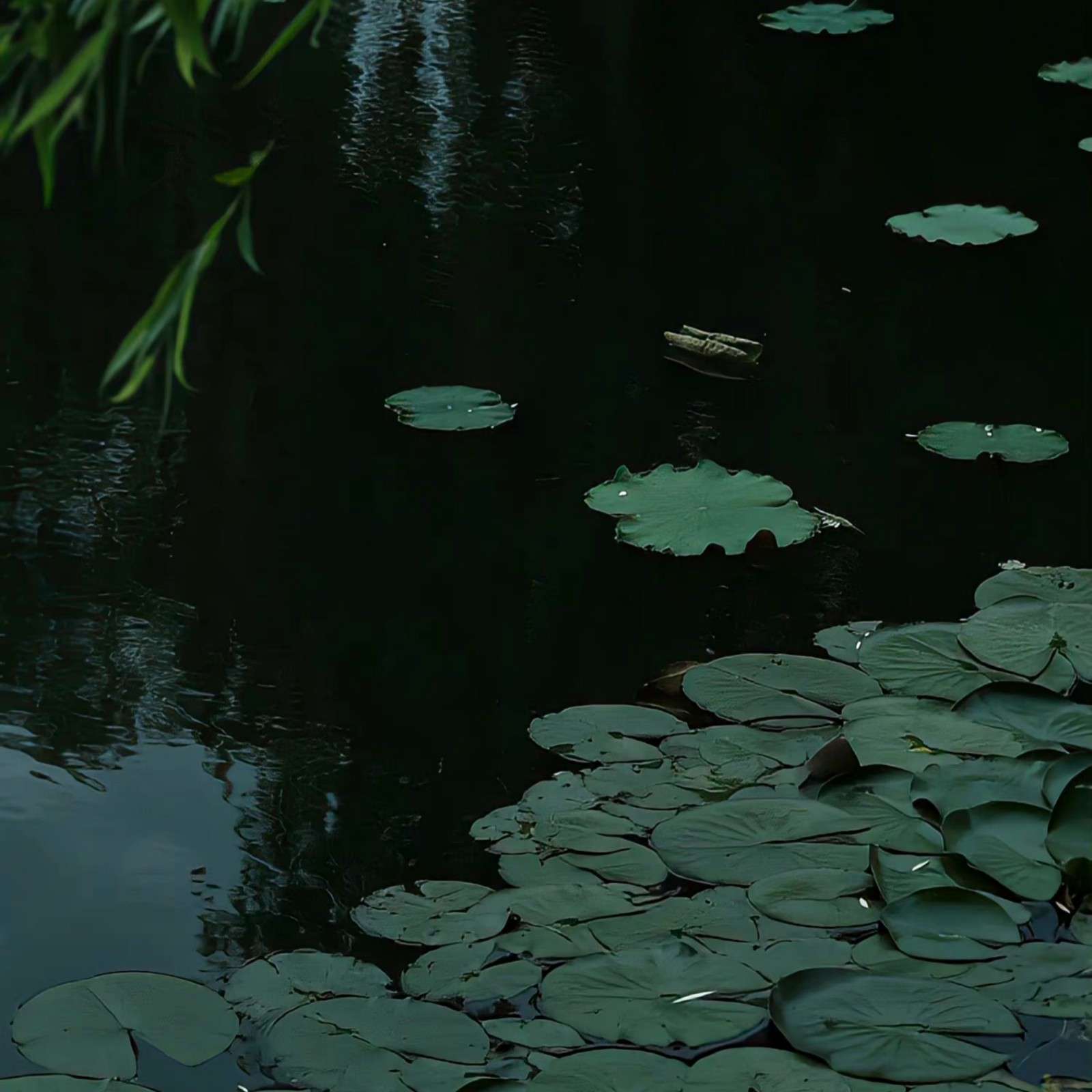 《阴兽》