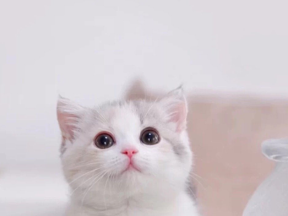 愧疚
