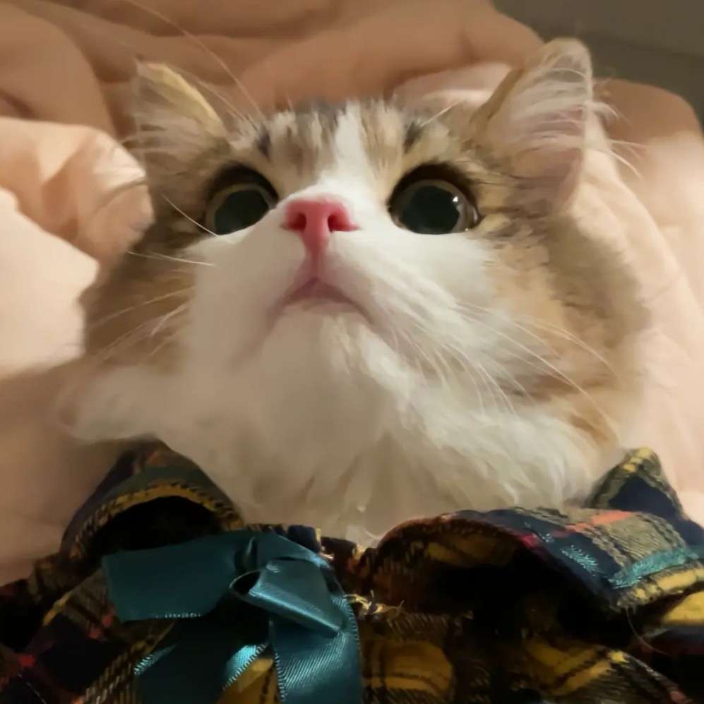 摘抄集