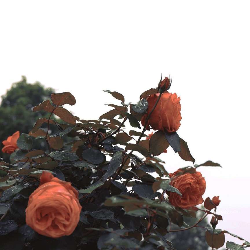 《落不下》