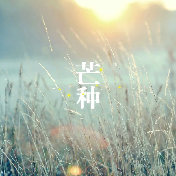 芒种文案