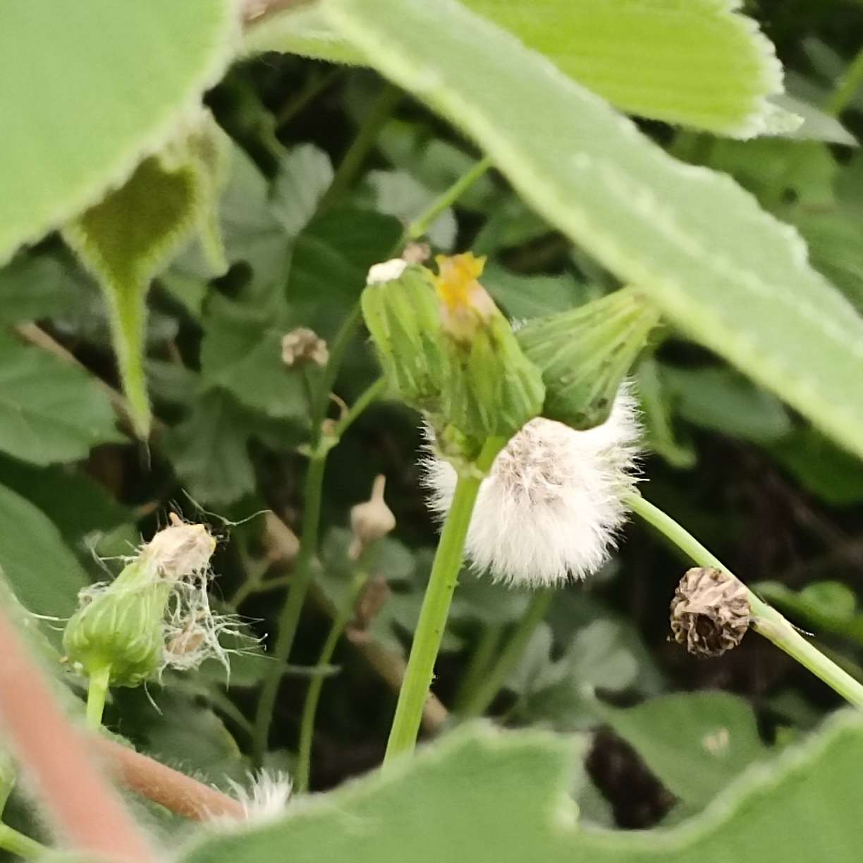 随风而逸