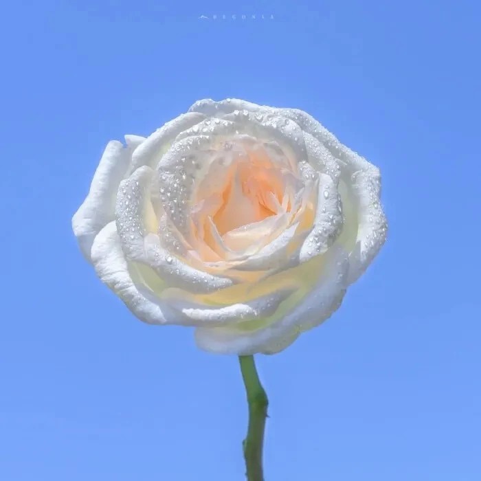 歌词