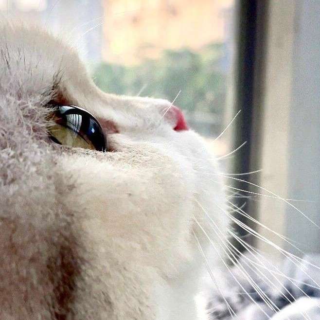 ^皮卡.皮卡^的专辑