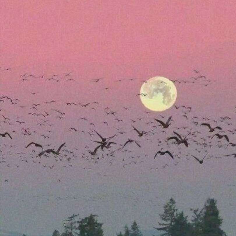 所喜