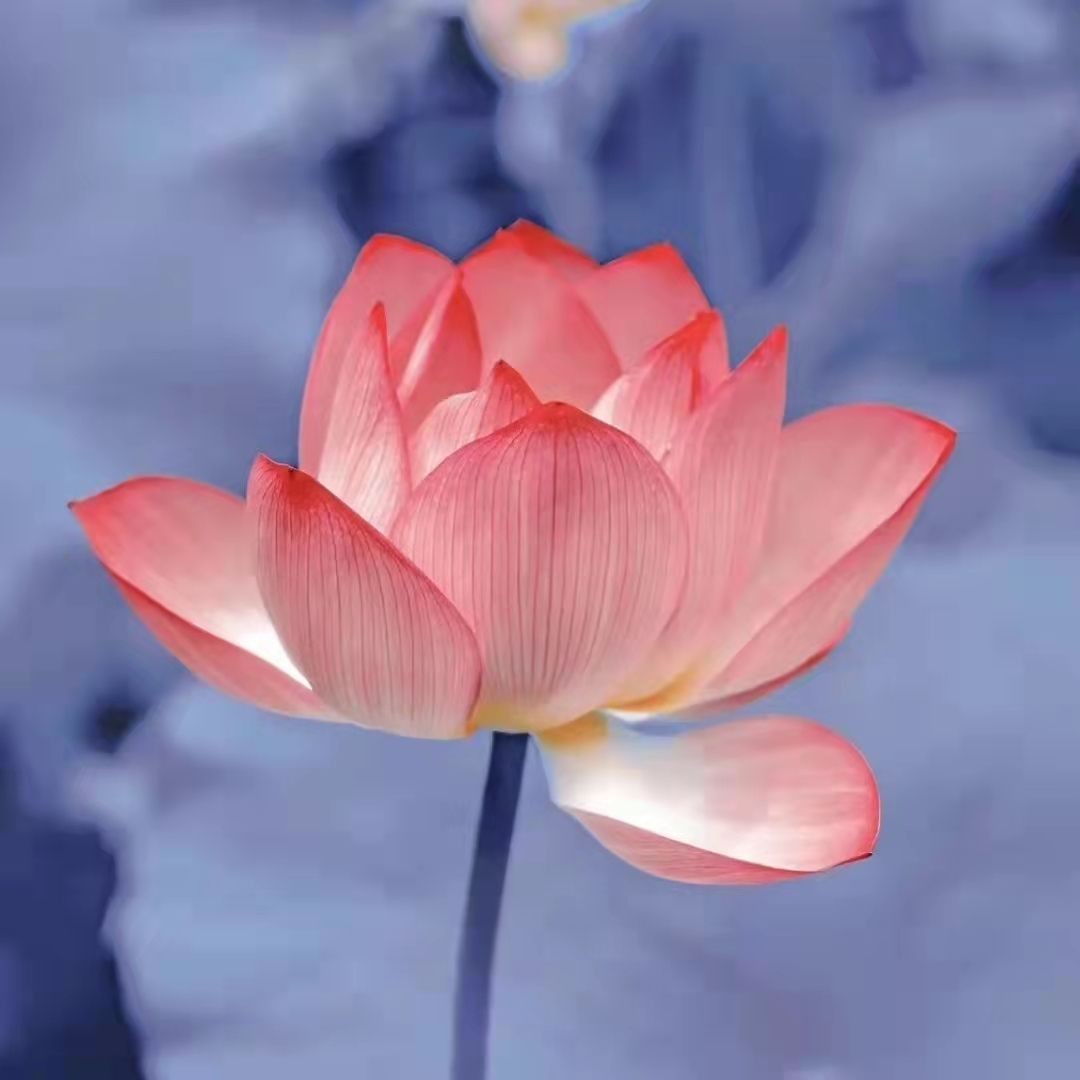 思▪突然释怀