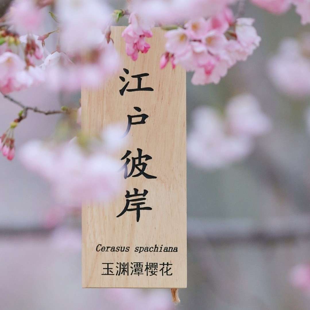 譬如勿是