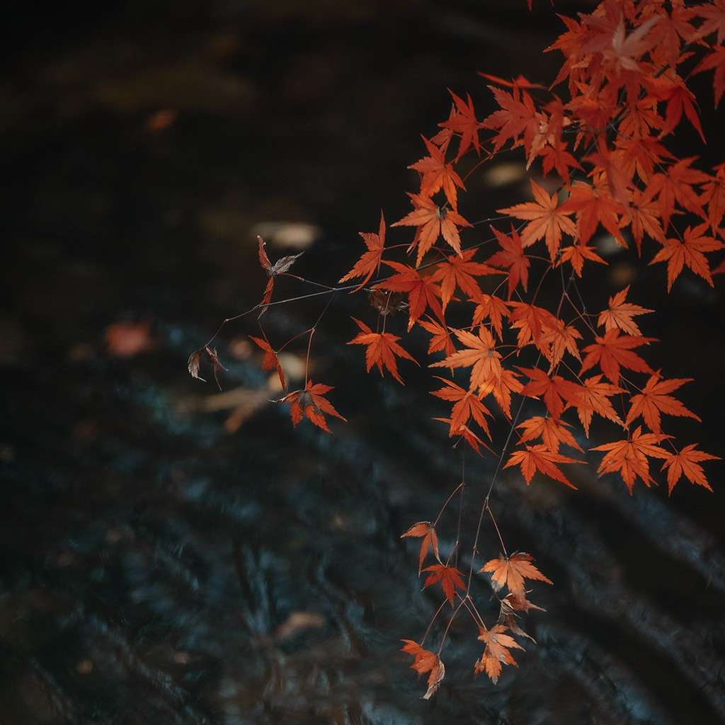 季如枫   沈千寻