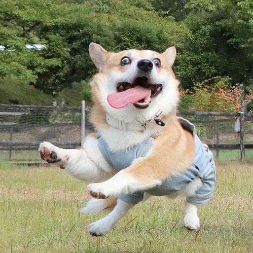 感情情绪