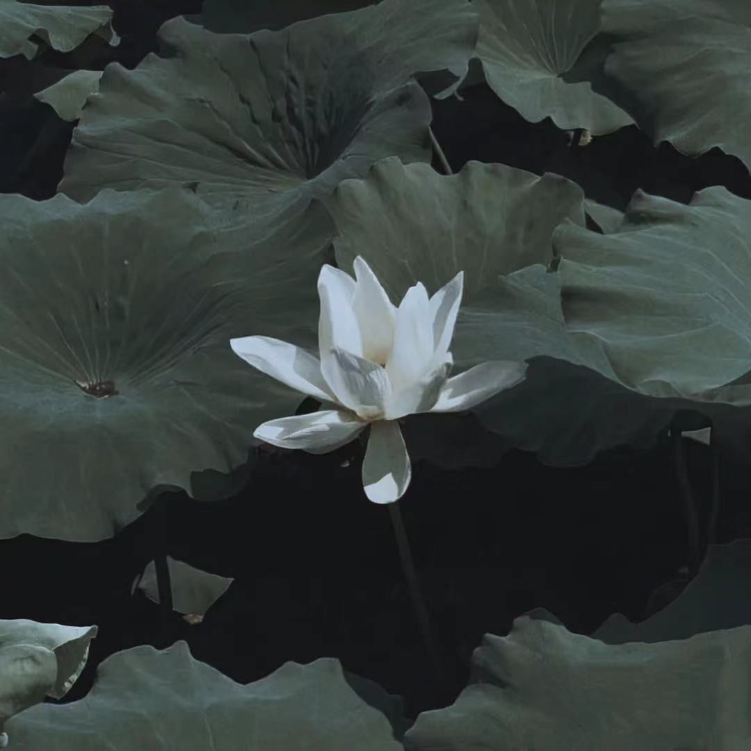 花的语言