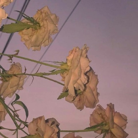 小说摘抄语录