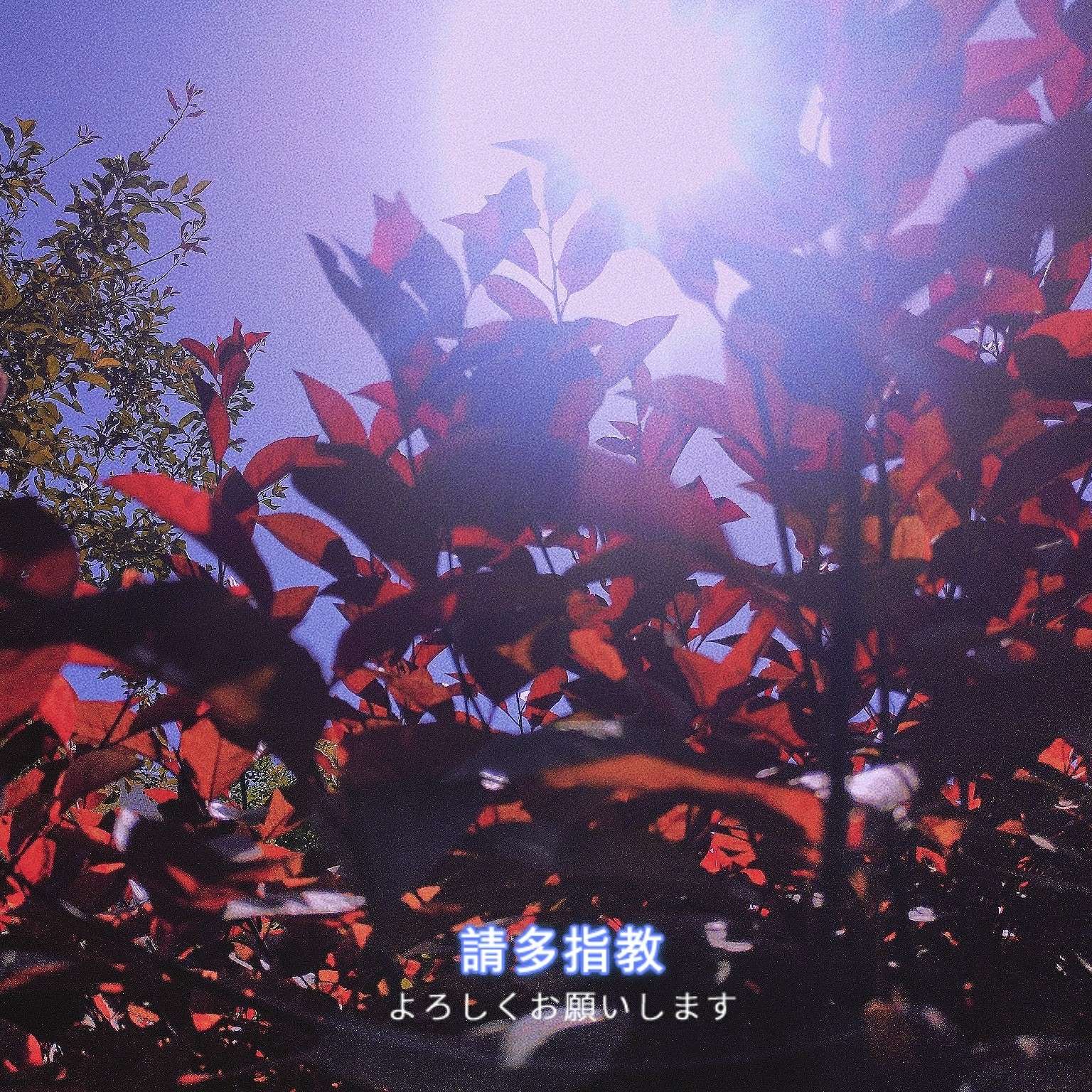 野蔷薇.