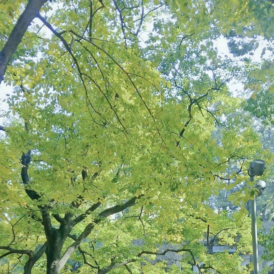 黎别溪寒