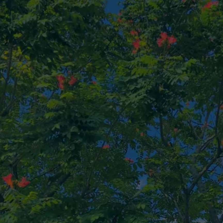 花语