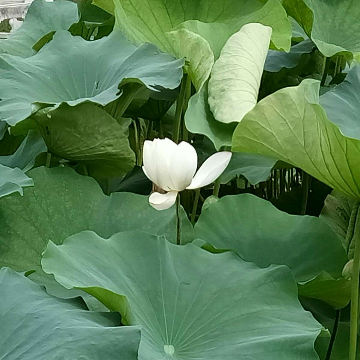 素材