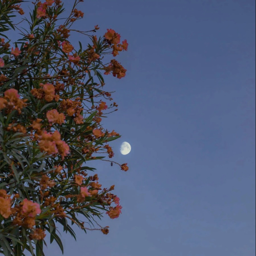 来自花的救赎.