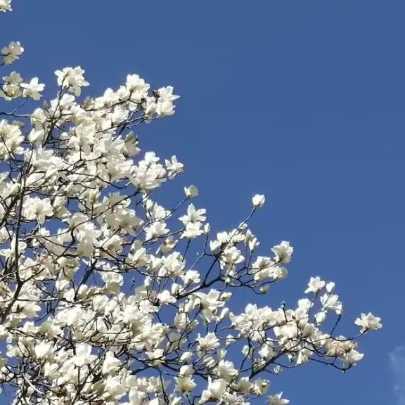 诗酒年华