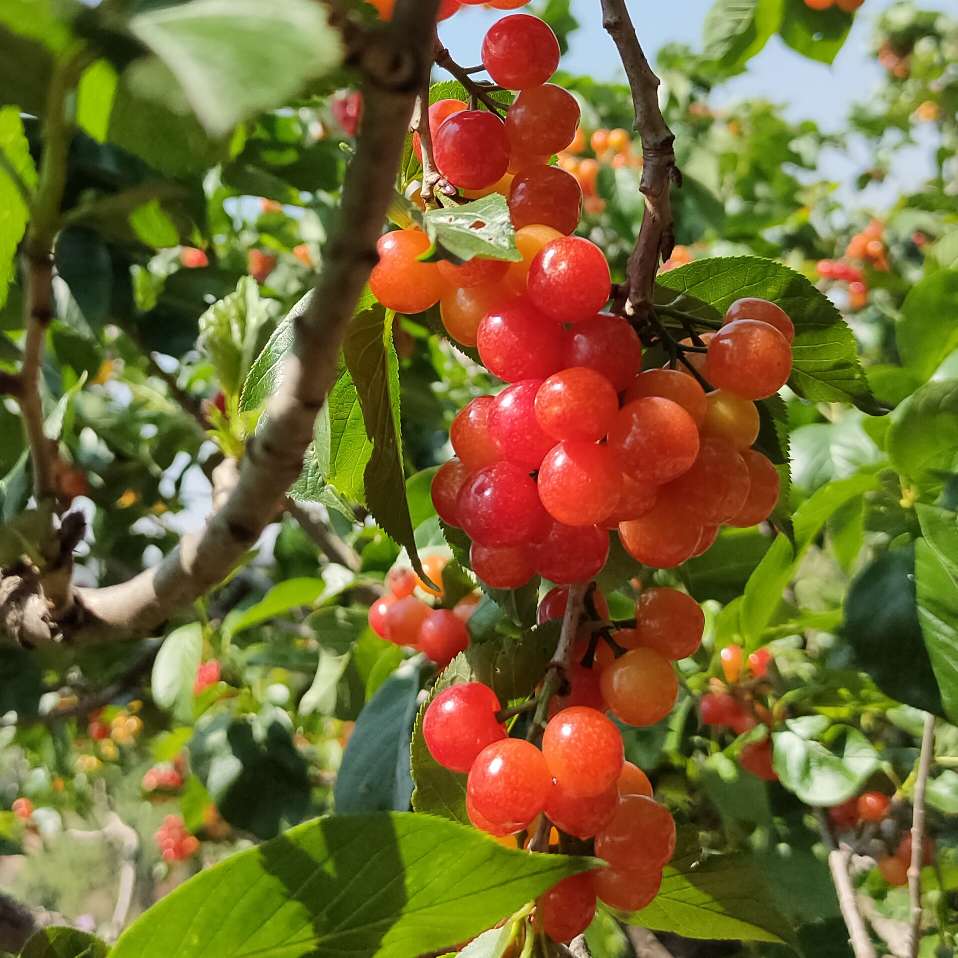 风轻云淡，岁月安好