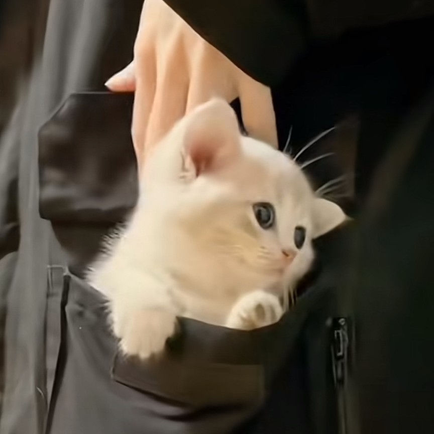 S.巨蟹座.T