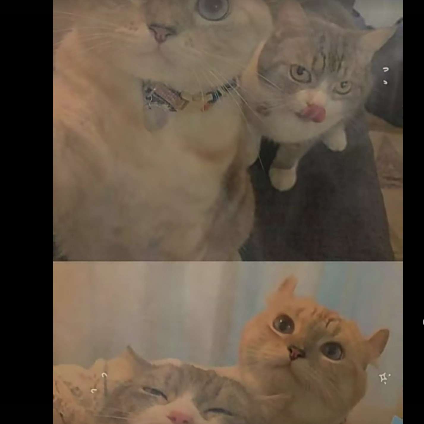 咪咕