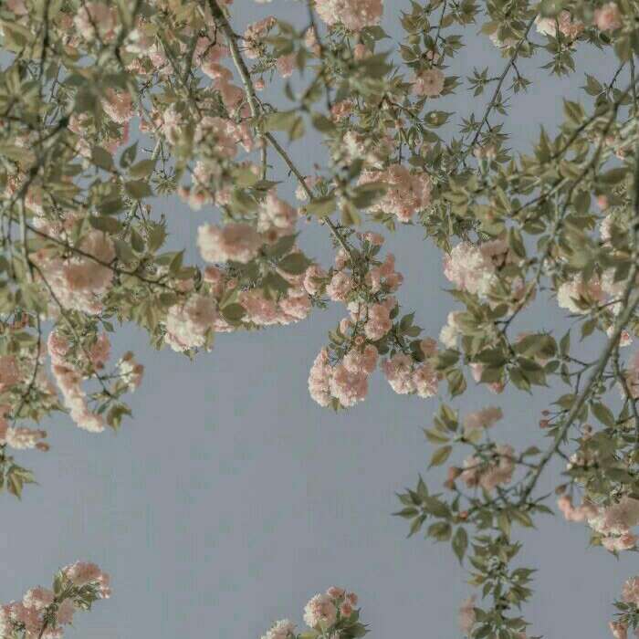 棠.