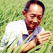 悼念袁隆平