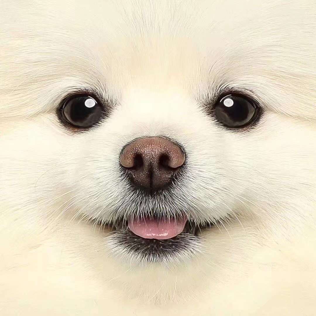 小狗文学