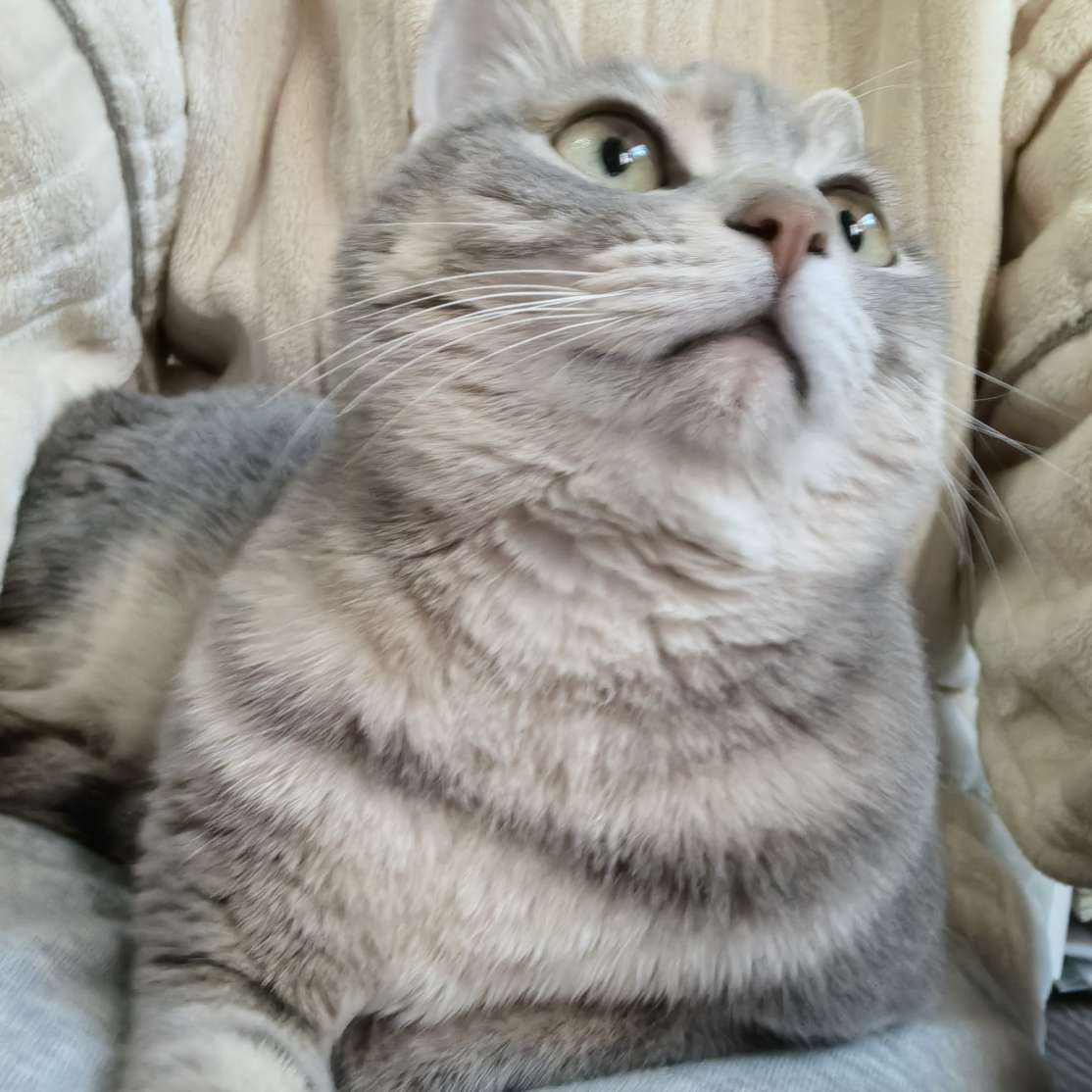 小咪