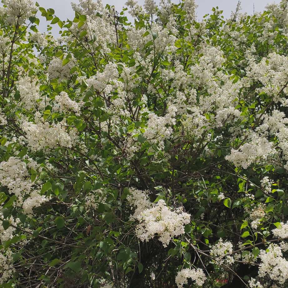 花开半夏