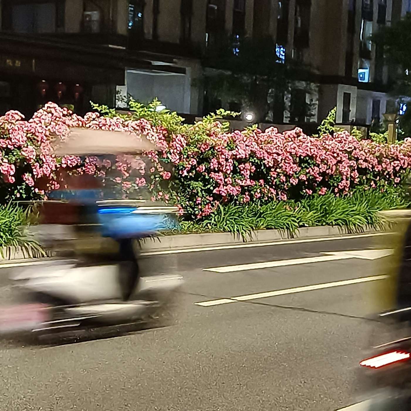 橘