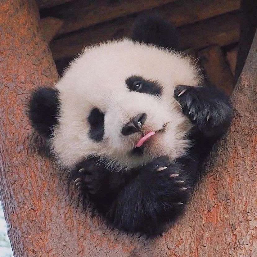 遗忘。