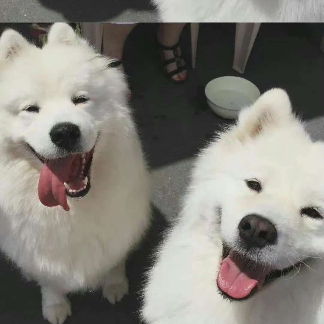 柳语