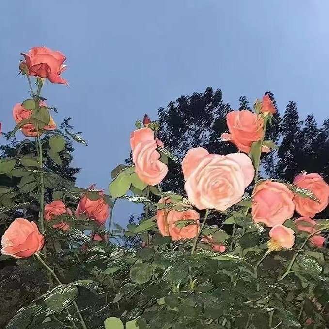苏澈