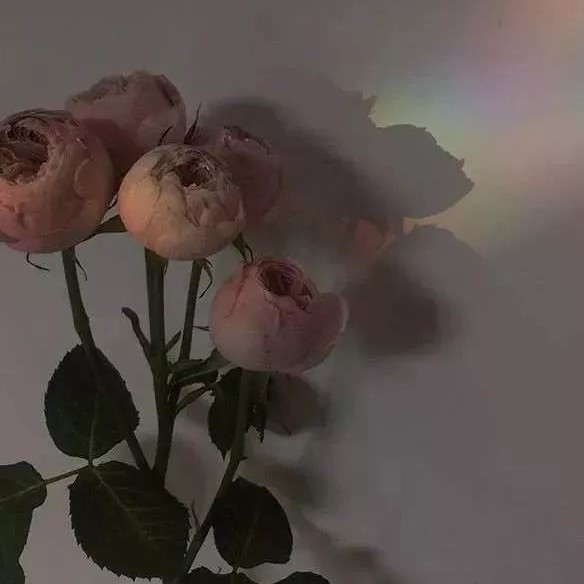 林徽因语录