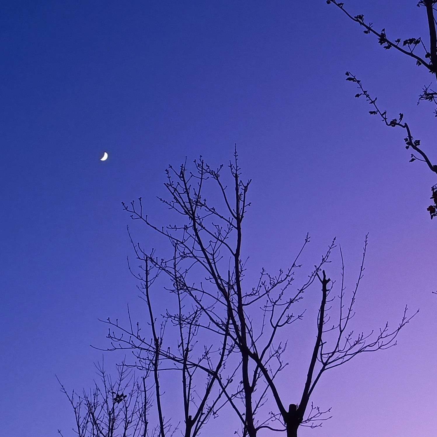 丶樱墨丶
