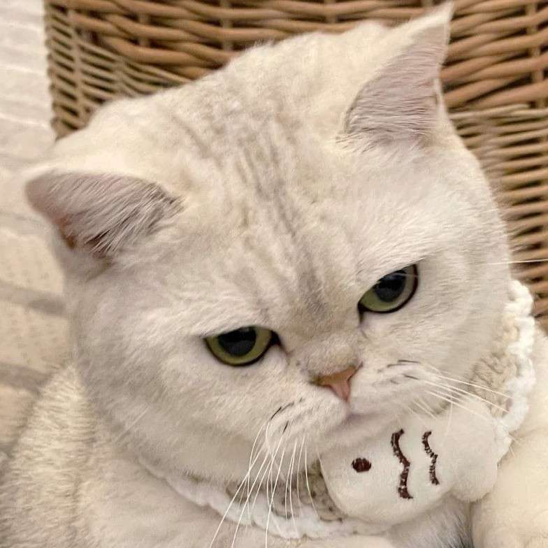 任性与倔强