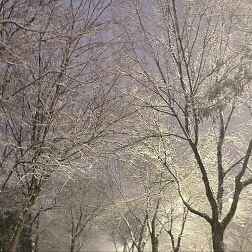 艾七七的树洞
