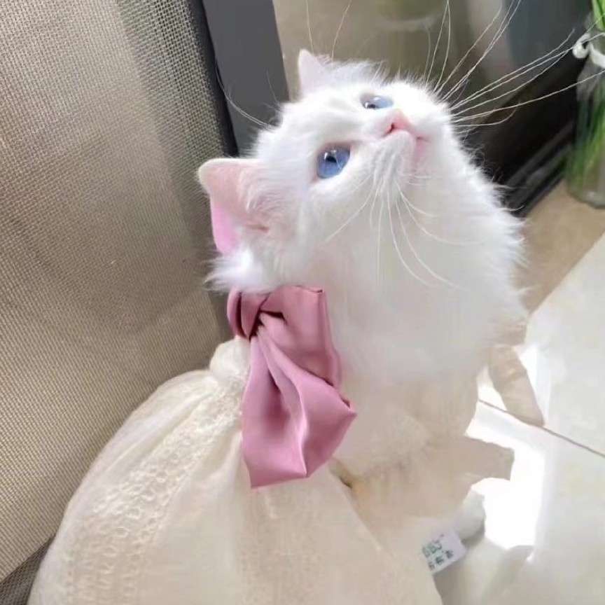 泽鹬的专辑