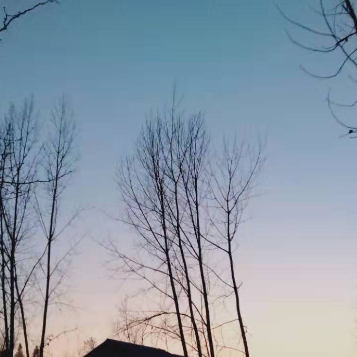 山茶