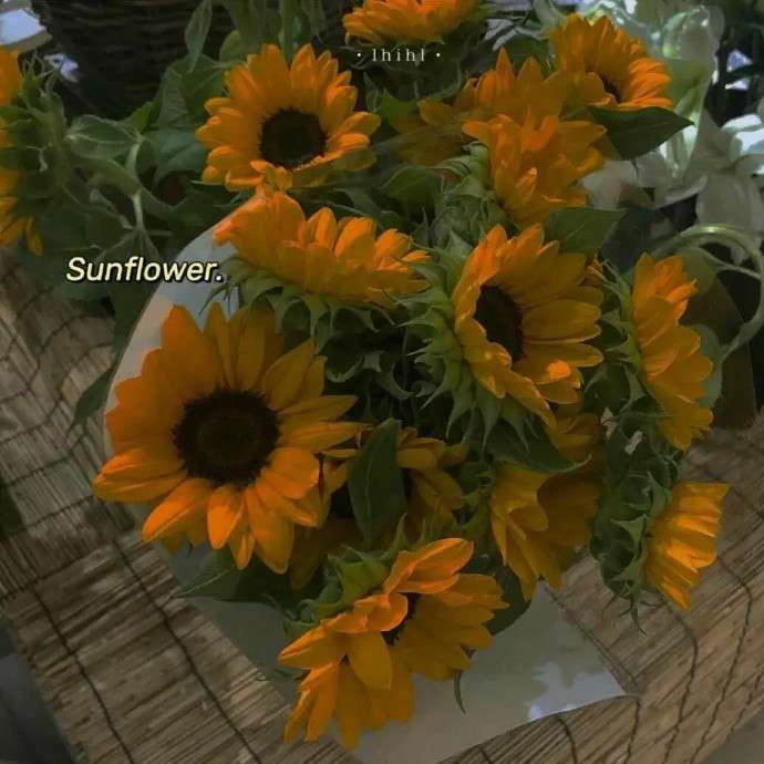 ㅤㅤㅤㅤ的专辑