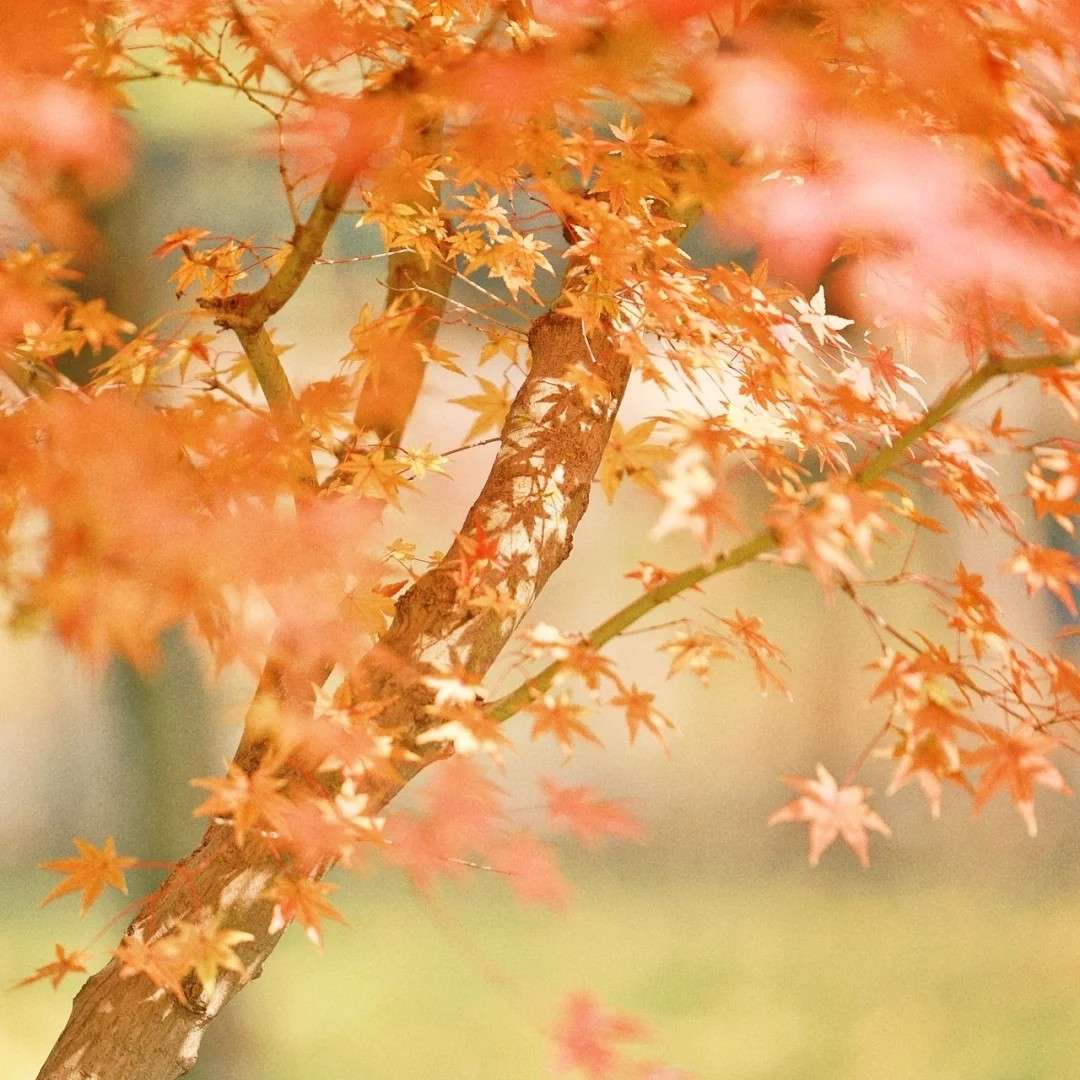 秋日私语